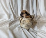 Small Photo #8 French Bulldog Puppy For Sale in BILOXI, MS, USA