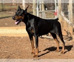 Small #6 Doberman Pinscher