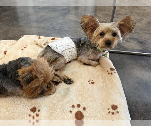 Medium Photo #4 Mutt Puppy For Sale in McKinney, TX, USA