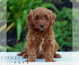 Cavapoo Puppy for sale in LITITZ, PA, USA