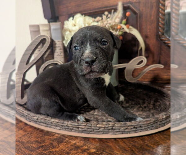Medium Photo #2 Catahoula Leopard Dog-Unknown Mix Puppy For Sale in Vail, AZ, USA