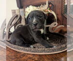Small #1 Catahoula Leopard Dog Mix