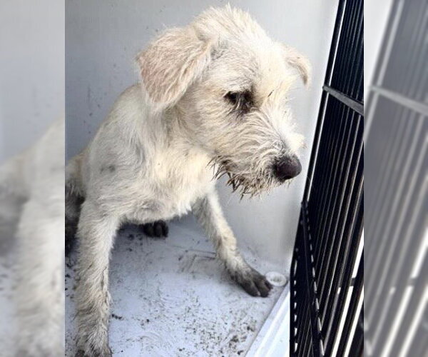 Medium Photo #1 Parson Russell Terrier-Unknown Mix Puppy For Sale in Houston, TX, USA