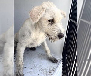 Parson Russell Terrier-Unknown Mix Dogs for adoption in Houston, TX, USA