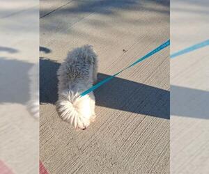 Maltese Dogs for adoption in Houston, TX, USA