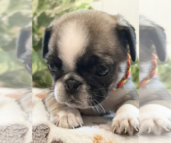 Medium Photo #1 Pug Puppy For Sale in SPRING CITY, PA, USA