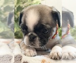 Puppy Jamie Madison Pug