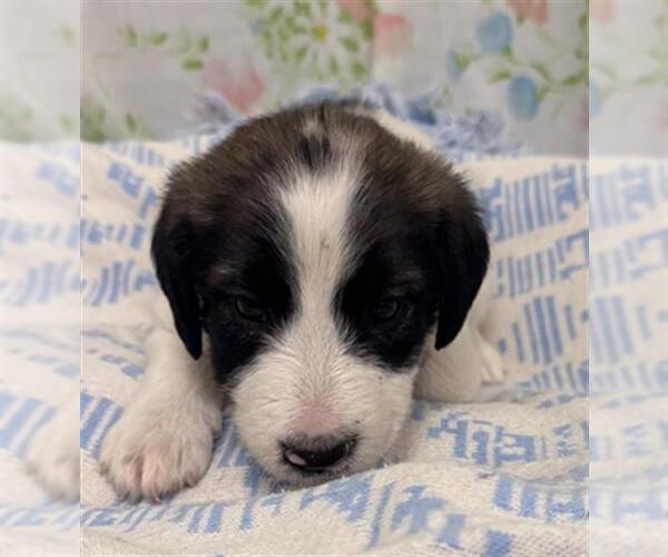 Medium Photo #1 Mutt Puppy For Sale in Rosenberg, TX, USA