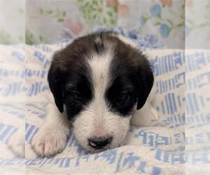 Mutt Dogs for adoption in Rosenberg, TX, USA