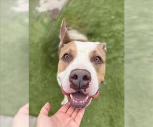 American Pit Bull Terrier-Unknown Mix Dogs for adoption in Las Vegas, NV, USA