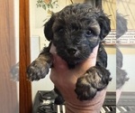 Small #1 Maltipoo (Toy)
