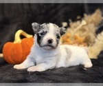 Sky - Female Chihuahua Puppy for Sale - Photo #15