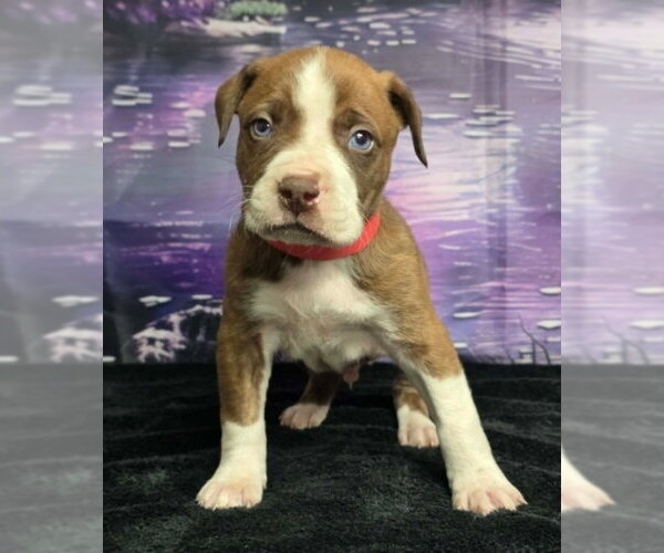 Medium Photo #1 Mutt Puppy For Sale in Lakewood, CO, USA