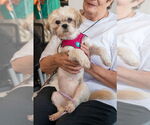 Small Photo #4 Lhasa Apso-Unknown Mix Puppy For Sale in Mundelein, IL, USA