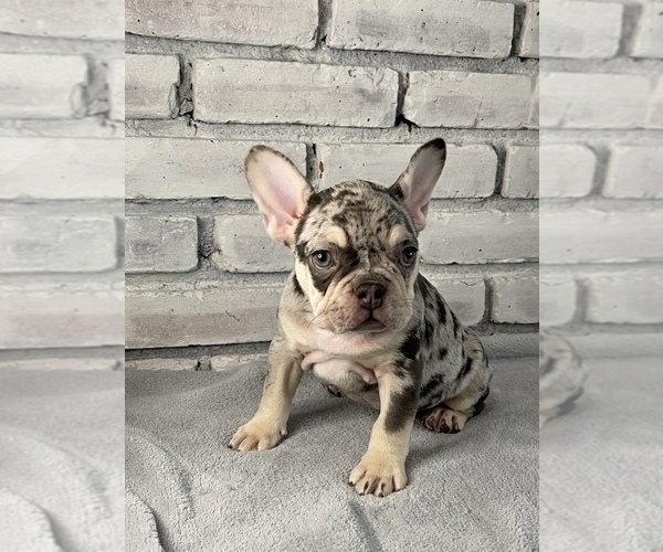 Medium Photo #6 French Bulldog Puppy For Sale in OAKLAND, NJ, USA
