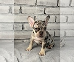 Small Photo #6 French Bulldog Puppy For Sale in OAKLAND, NJ, USA