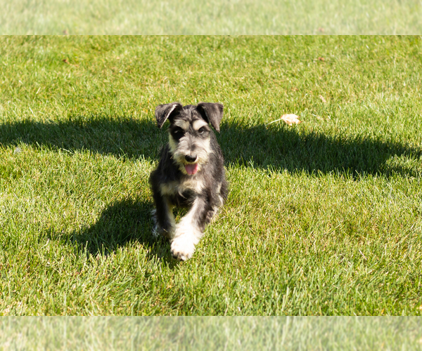 Medium Photo #2 Schnauzer (Miniature) Puppy For Sale in NAPPANEE, IN, USA
