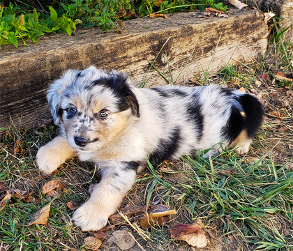 Medium Photo #1 Australian Shepherd Puppy For Sale in SHERIDAN, OR, USA