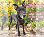 Abigail - Female Mutt Dog for Adoption - Small photo