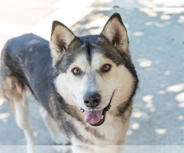 Medium Photo #5 Siberian Husky Puppy For Sale in Martinez, CA, USA