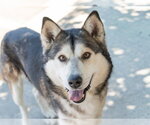 Small #4 Siberian Husky