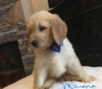 Small Photo #11 Goldendoodle Puppy For Sale in EAST ELLIJAY, GA, USA