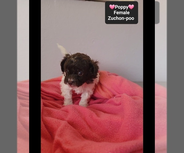 Medium Photo #3 Poodle (Toy)-Zuchon Mix Puppy For Sale in TUCSON, AZ, USA