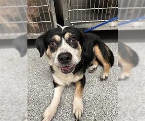 Labrador Retriever-Unknown Mix Dogs for adoption in Houston, TX, USA
