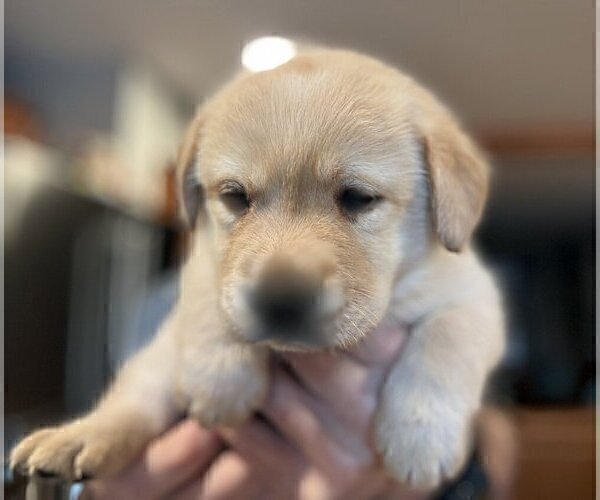 Medium Photo #3 Labrador Retriever Puppy For Sale in HIGH POINT, NC, USA