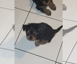 Small Photo #2 Yorkshire Terrier Puppy For Sale in VALLEJO, CA, USA
