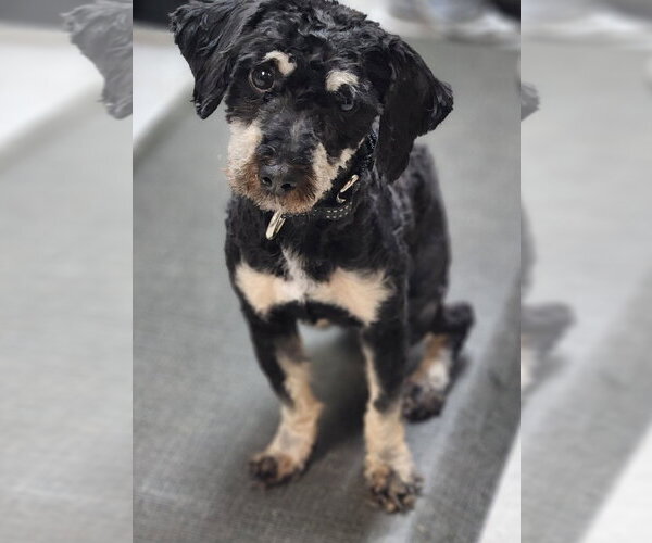 Medium Photo #1 Mutt Puppy For Sale in Walnutport, PA, USA