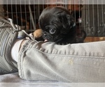Small Photo #21 Pug Puppy For Sale in BLOOMINGTON, IL, USA