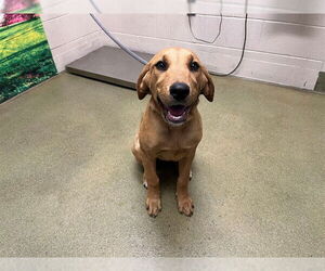 Labrador Retriever-Unknown Mix Dogs for adoption in Moreno Valley, CA, USA