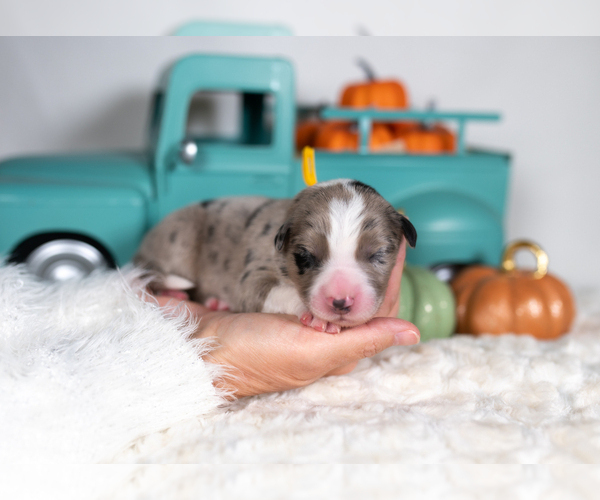 Medium Photo #3 Border Collie Puppy For Sale in CONWAY, MO, USA