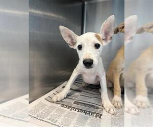 German Shepherd Dog-Unknown Mix Dogs for adoption in San Antonio, TX, USA