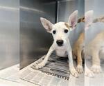 Small German Shepherd Dog Mix