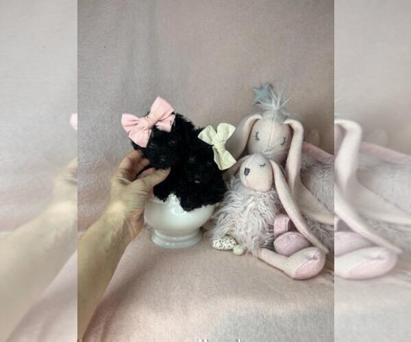 Medium Photo #16 Pomeranian Puppy For Sale in PEMBROKE PINES, FL, USA