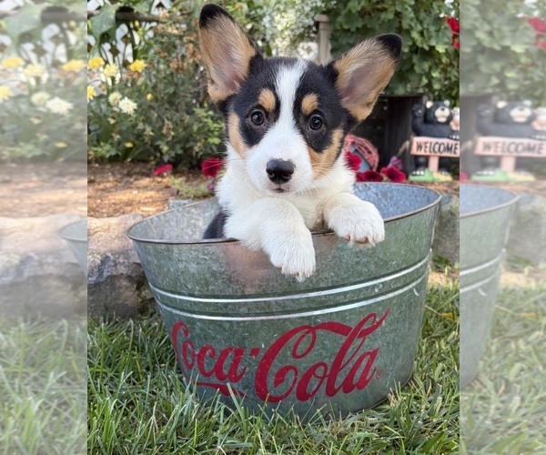 Medium Photo #4 Pembroke Welsh Corgi Puppy For Sale in MIDDLEBURY, IN, USA