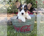 Small #3 Pembroke Welsh Corgi
