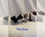 Small Photo #1 Aussie-Poo Puppy For Sale in REEDS SPRING, MO, USA