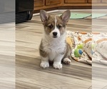 Small Photo #3 Pembroke Welsh Corgi Puppy For Sale in GUTHRIE, KY, USA