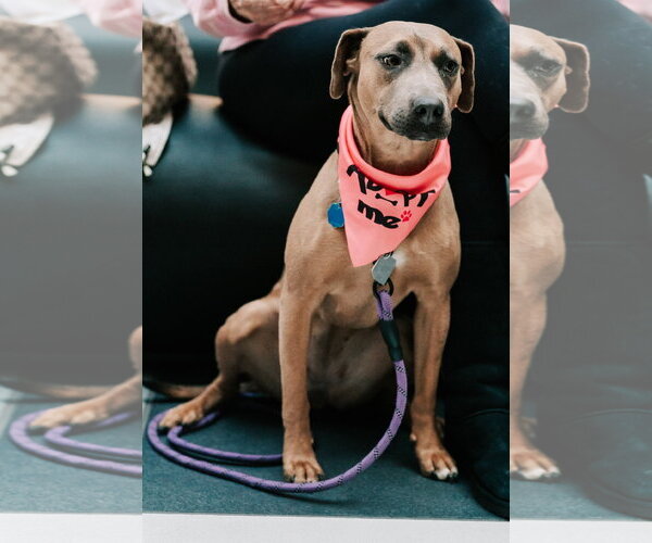 Medium Photo #12 Mountain Cur-Unknown Mix Puppy For Sale in Oakhurst, NJ, USA