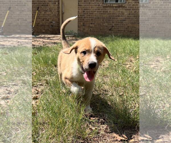 Medium Photo #1 Shepradors Puppy For Sale in McKinney, TX, USA