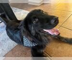 Small #3 Chow Chow-Dutch Shepherd  Mix