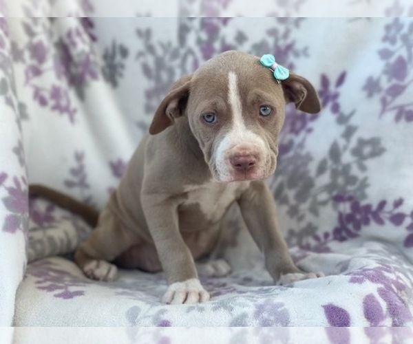 Medium Photo #3 American Bully Puppy For Sale in LAKELAND, FL, USA