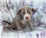 Small Photo #3 American Bully Puppy For Sale in LAKELAND, FL, USA