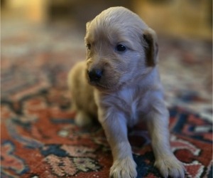 Golden Retriever Puppy for sale in HAMMONTON, NJ, USA