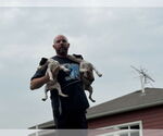 Small #1 Great Dane