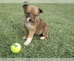 Puppy 3 Cojack