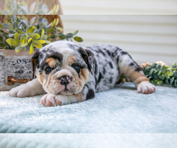 Medium Photo #4 Beabull-English Bulldog Mix Puppy For Sale in MILLERSBURG, OH, USA